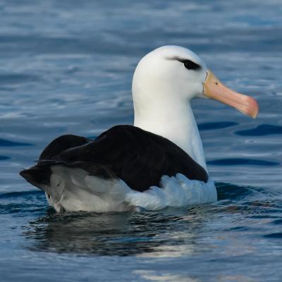 Albatro