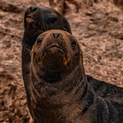 Lobo Marino de Un Pelo