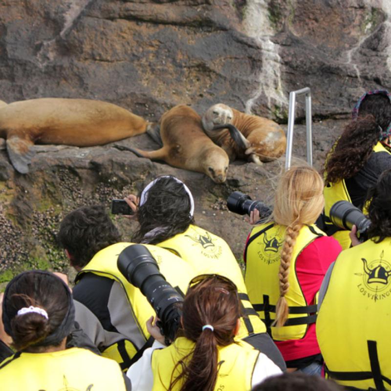 Avistaje de Lobos Marinos