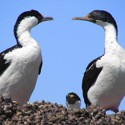 King Cormorants